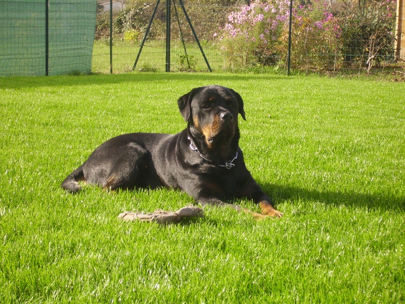 Benjy des Rotts de la Baronnie
