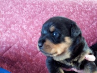 CHIOT vert