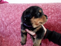 CHIOT violet
