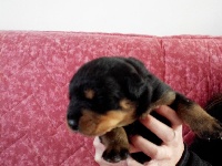CHIOT bleu