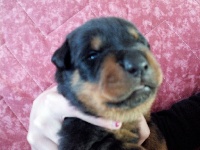 CHIOT marron