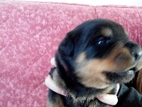 CHIOT rouge