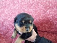 CHIOT orange