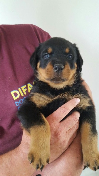 Du Domaine Des Trois Lys - Chiots disponibles - Rottweiler