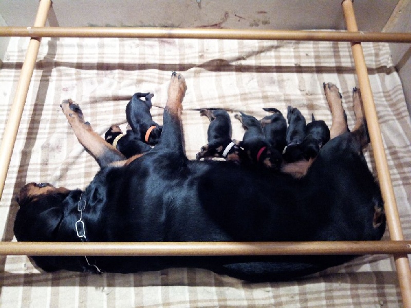 Du Domaine Des Trois Lys - Rottweiler - Portée née le 06/01/2015