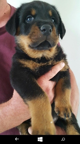 Du Domaine Des Trois Lys - Chiots disponibles - Rottweiler